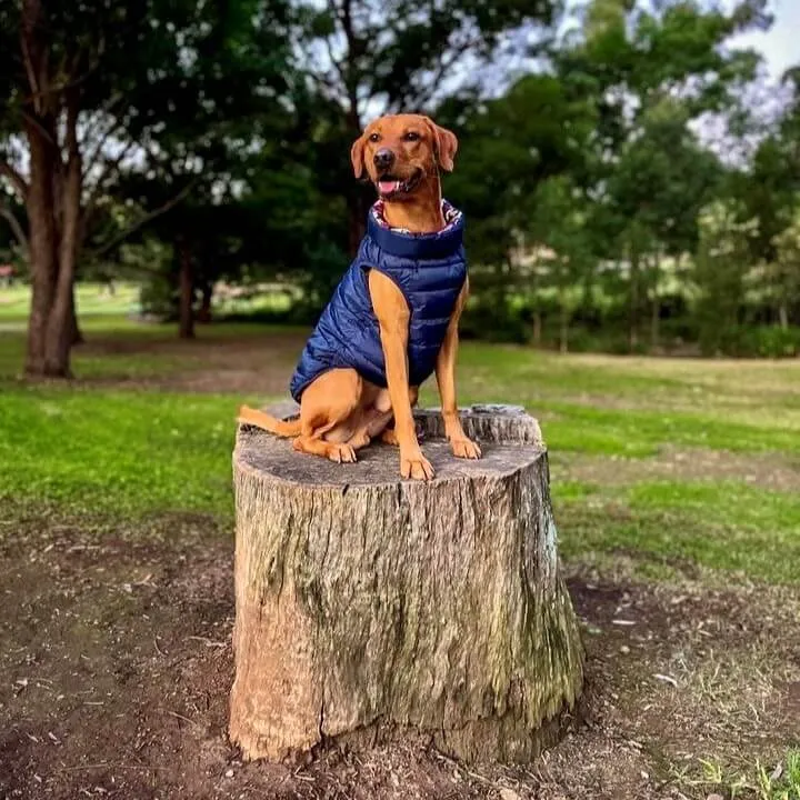 The Winterproof Reversible Dog Puffer Jacket | Blue