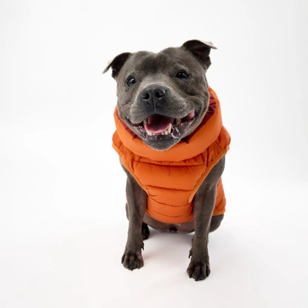 The Winterproof Reversible Dog Puffer Jacket | Orange